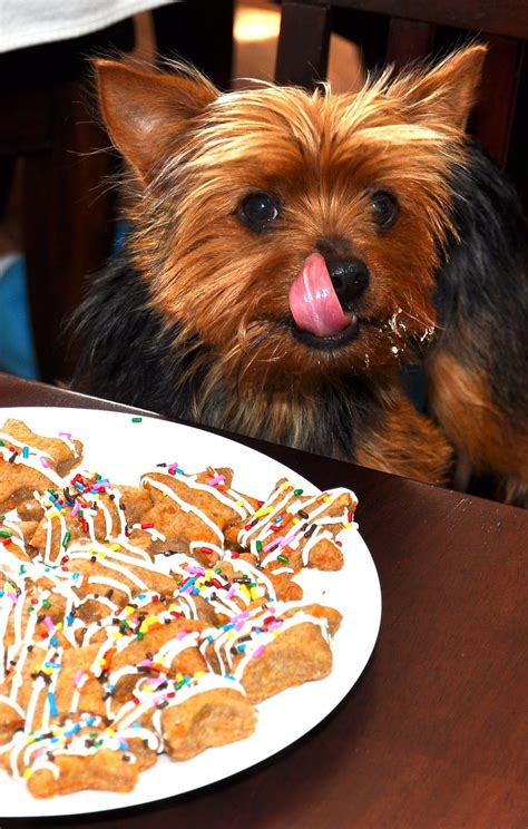 You can try feeding your Yorkie different foods every now and then to see what it enjoys the most. What Can I Feed My Picky Yorkie: Final Thoughts. You now have 8 great foods to feed your picky Yorkie, …